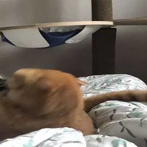 Meet your Posher, Meagan